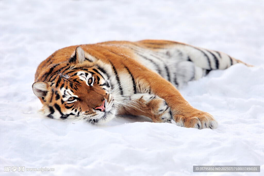 雪地中休憩的斑斓猛虎