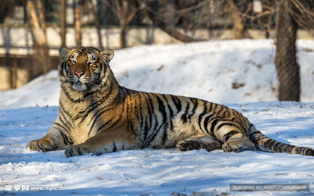 雪地中休憩的斑斓猛虎