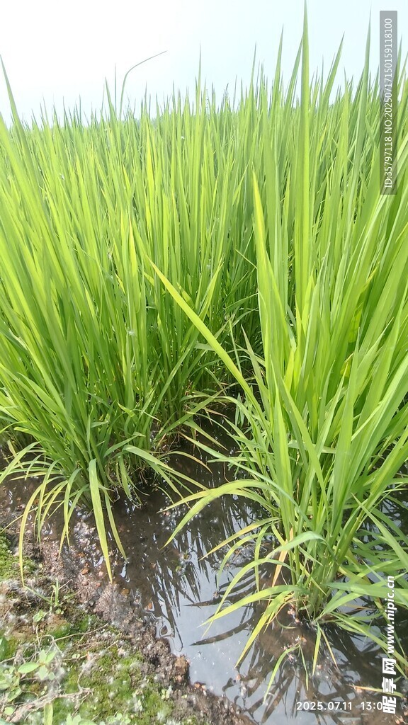 水稻根部