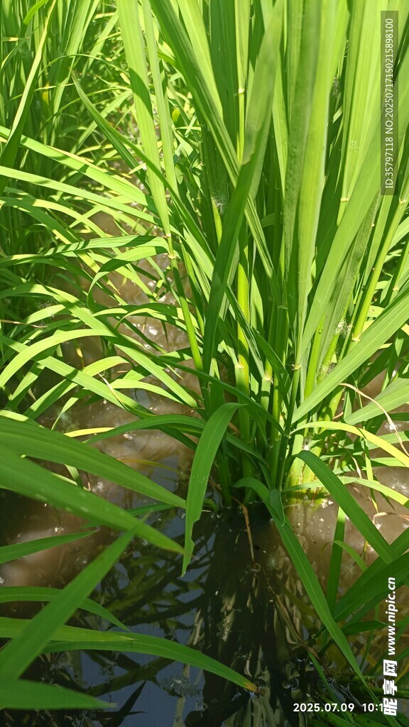 水稻分蘖