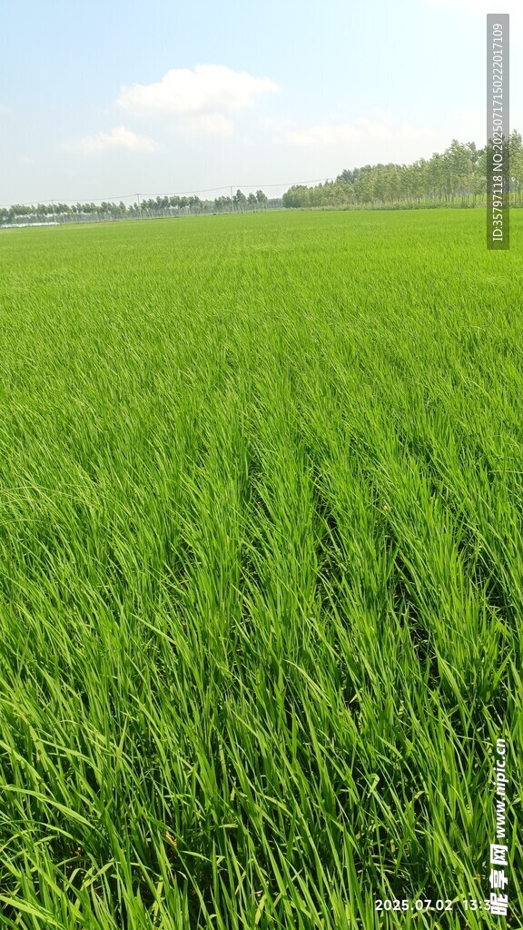 水稻稻田