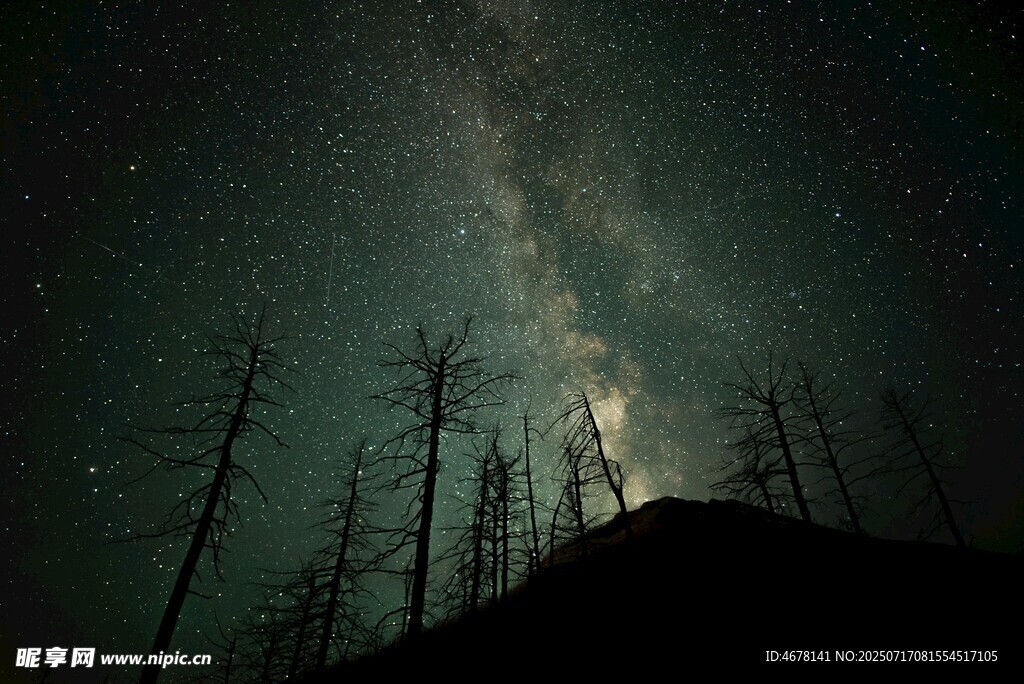 星空下的枯树林