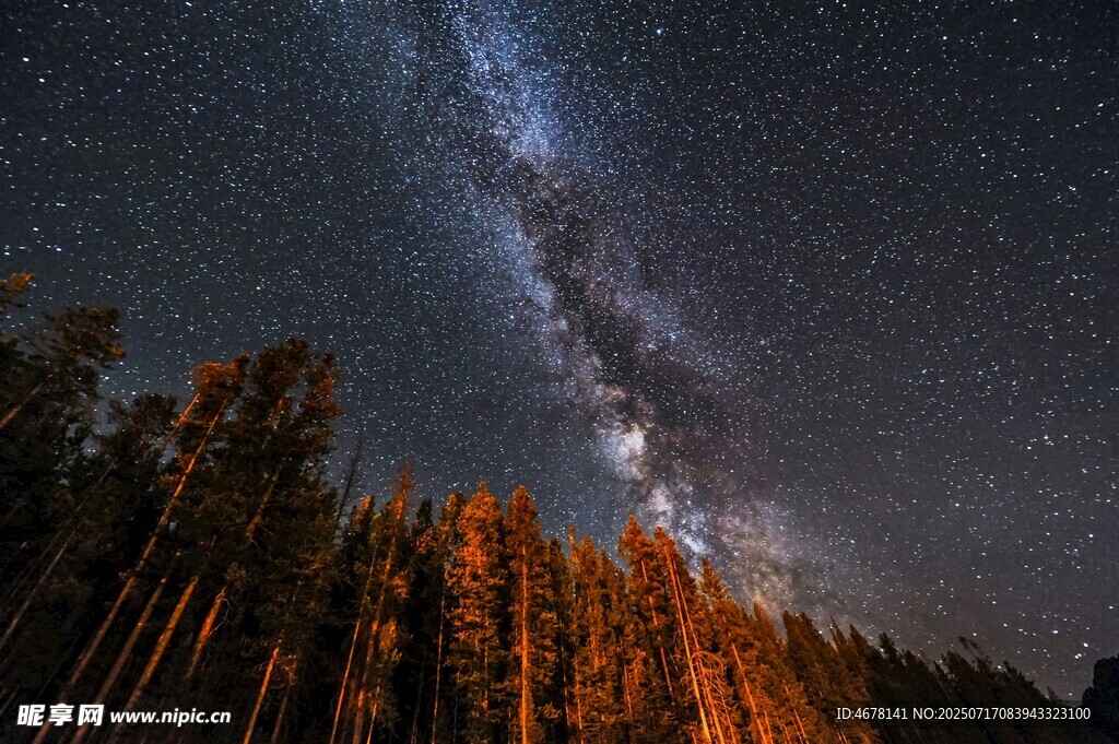 森林上空的璀璨星河