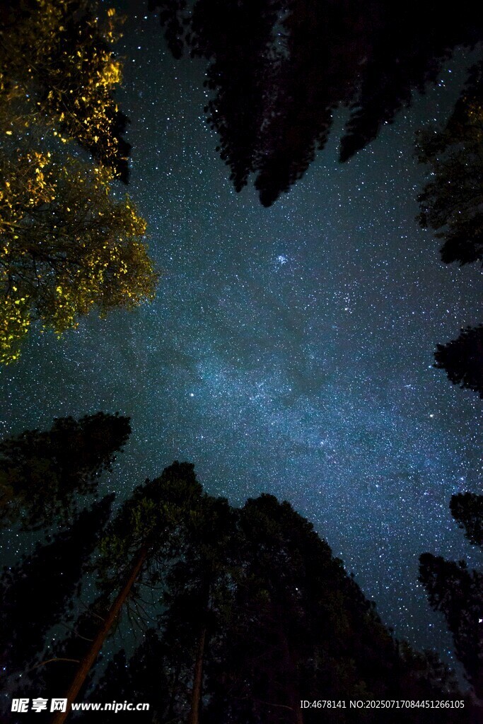 仰望星空下的森林夜景