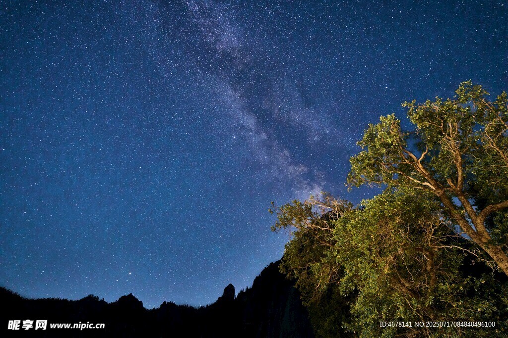 夜空下的树木与璀璨星河