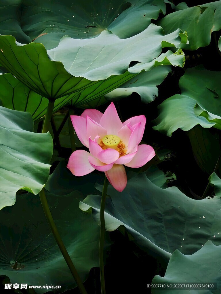 娇艳荷花绽放于绿叶间