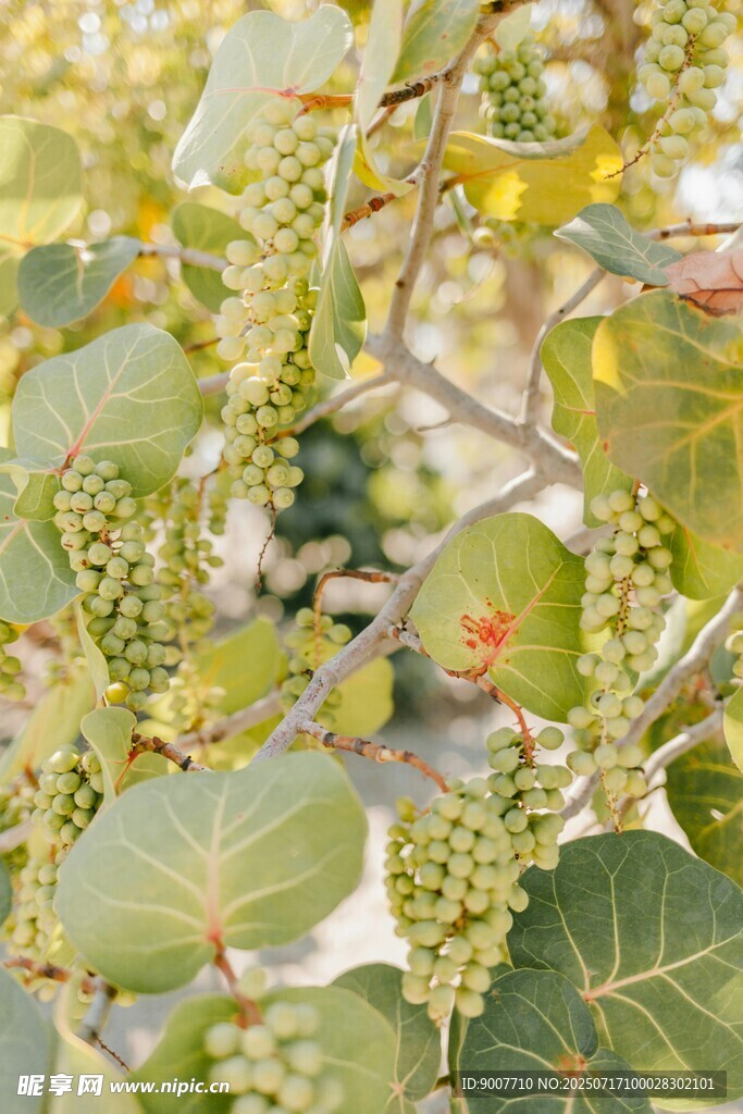 绿叶间的植物果实与花