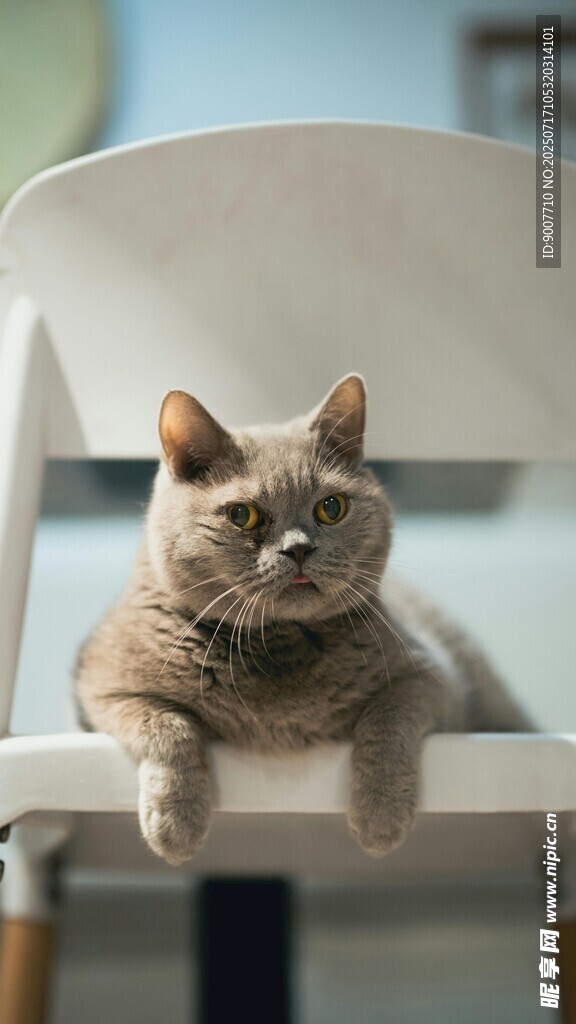 慵懒猫咪趴坐椅子上