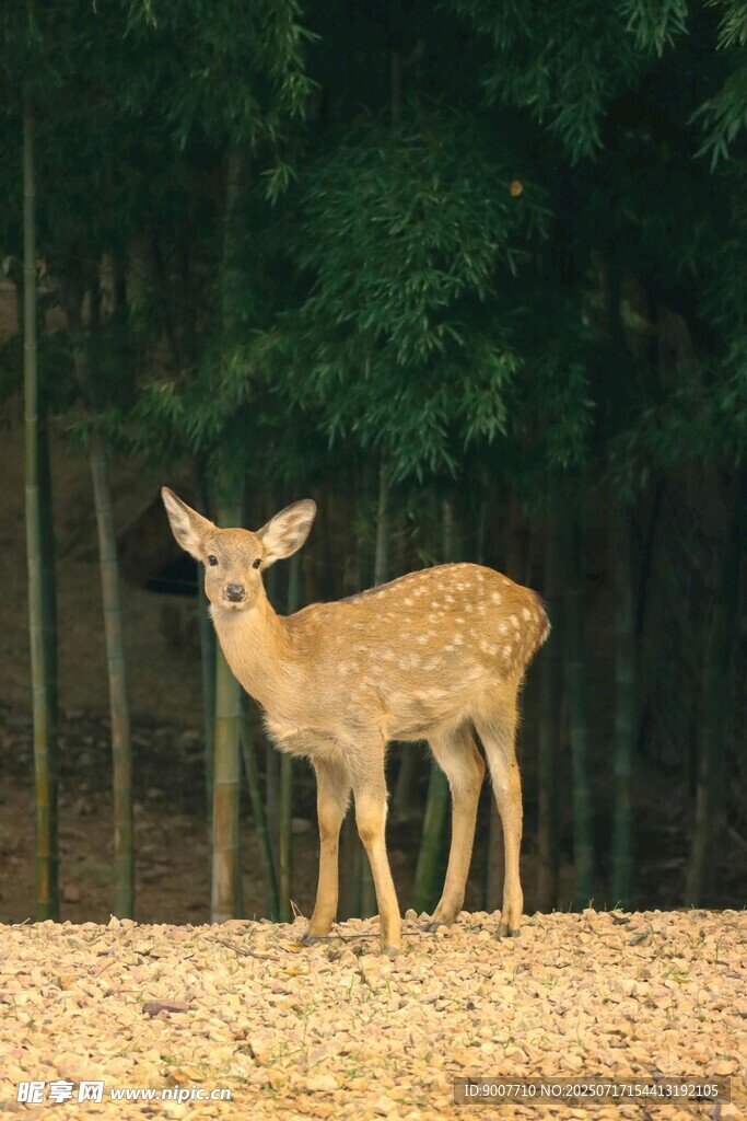 林间小鹿