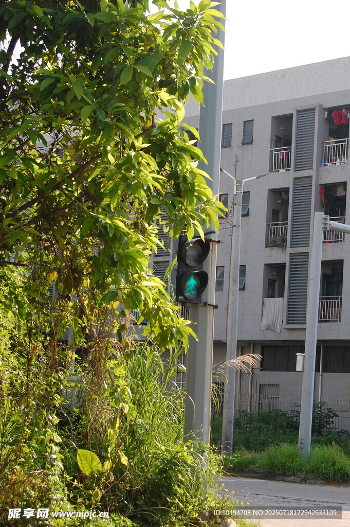 绿树掩映下的城市建筑