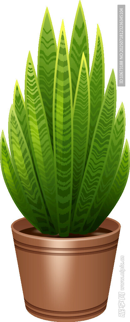 盆栽虎皮兰