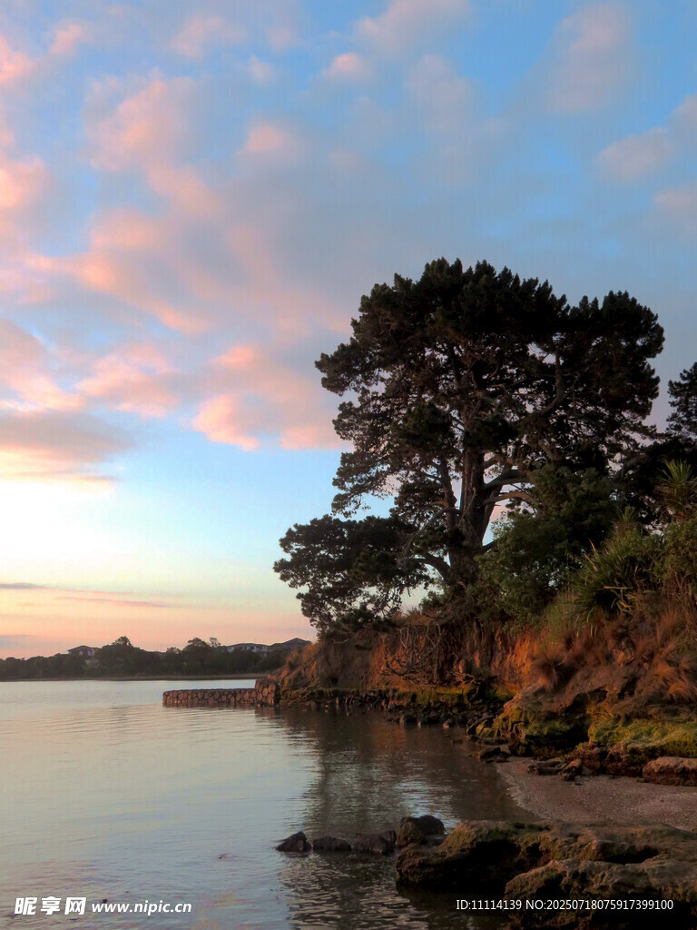 海滨夕阳下的孤树美景