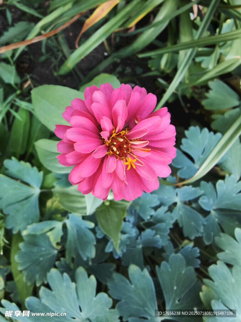 娇艳粉色花朵绽放绿叶间