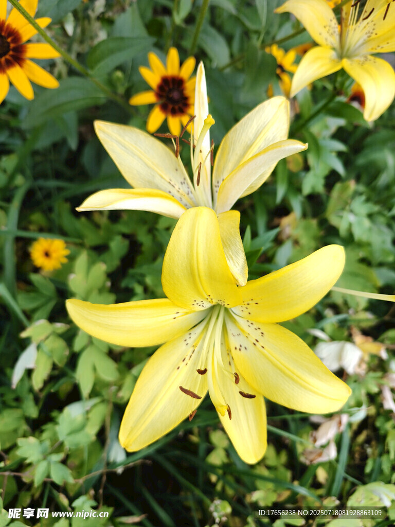 黄色百合花绽放于绿叶间