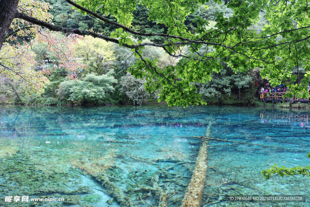 清澈蓝湖与林间美景