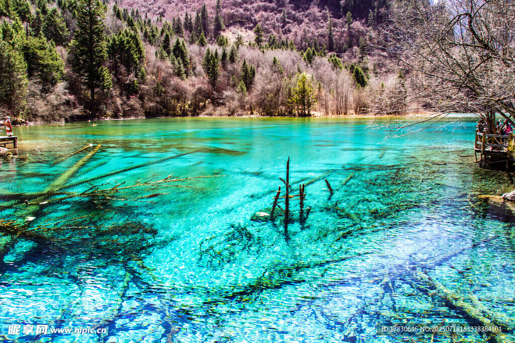 梦幻蓝绿湖水与水下枯木
