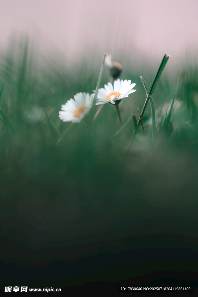 草地上的两朵小白花