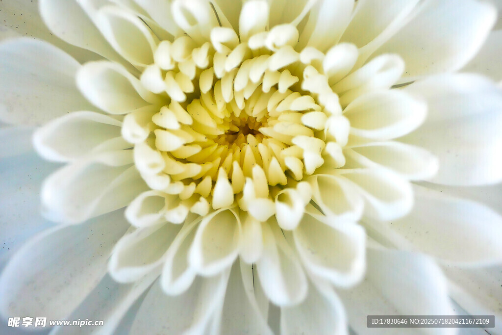 白色菊花特写