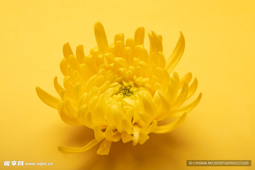 黄色菊花特写