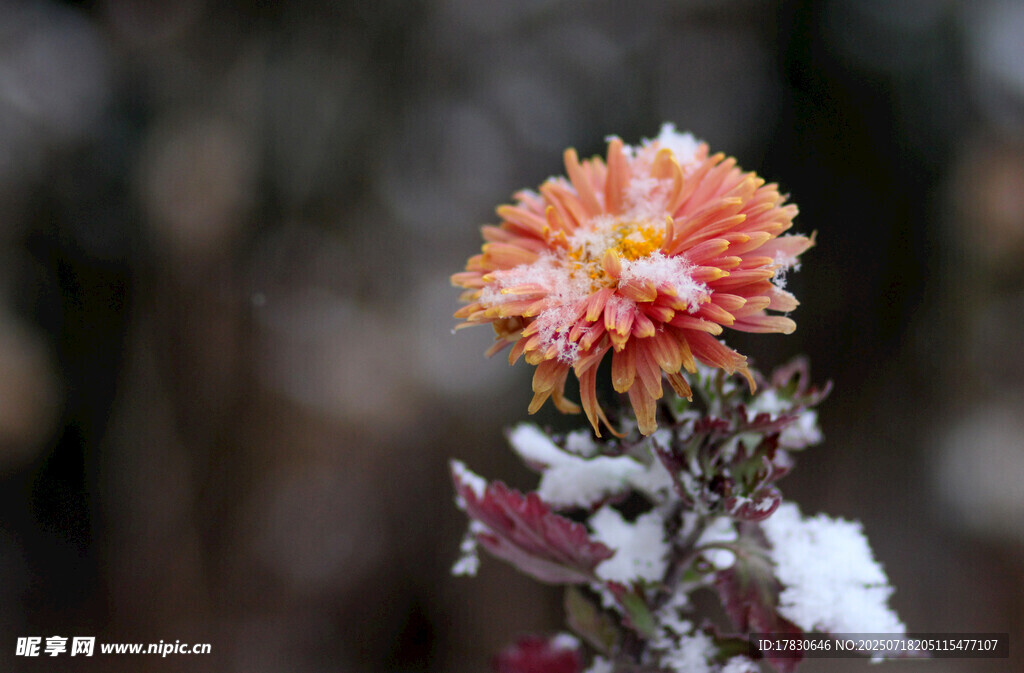 雪覆菊花