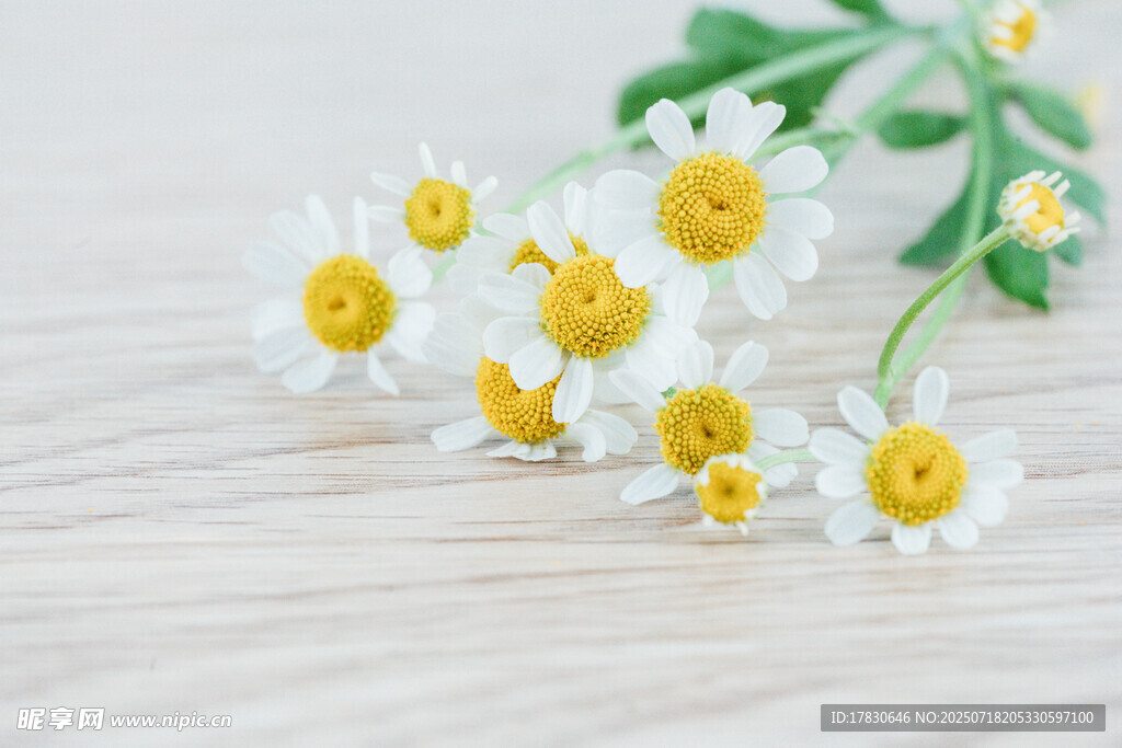 木桌上的清新洋甘菊