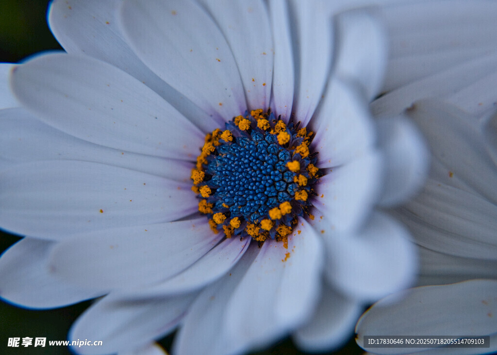白色雏菊特写
