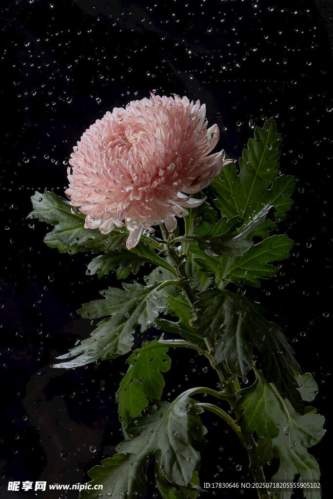 粉色菊花特写