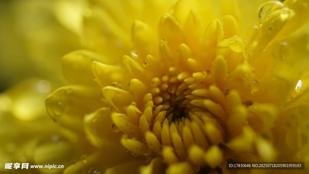 黄色菊花特写