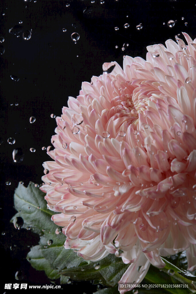 粉色菊花上的晶莹水珠
