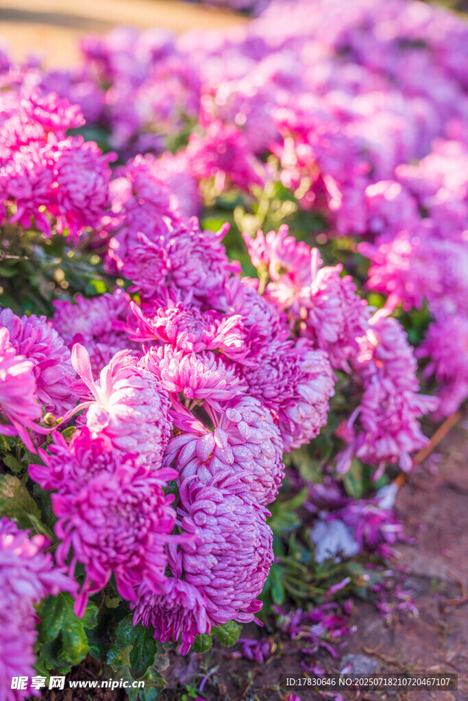 盛开的粉色菊花美景