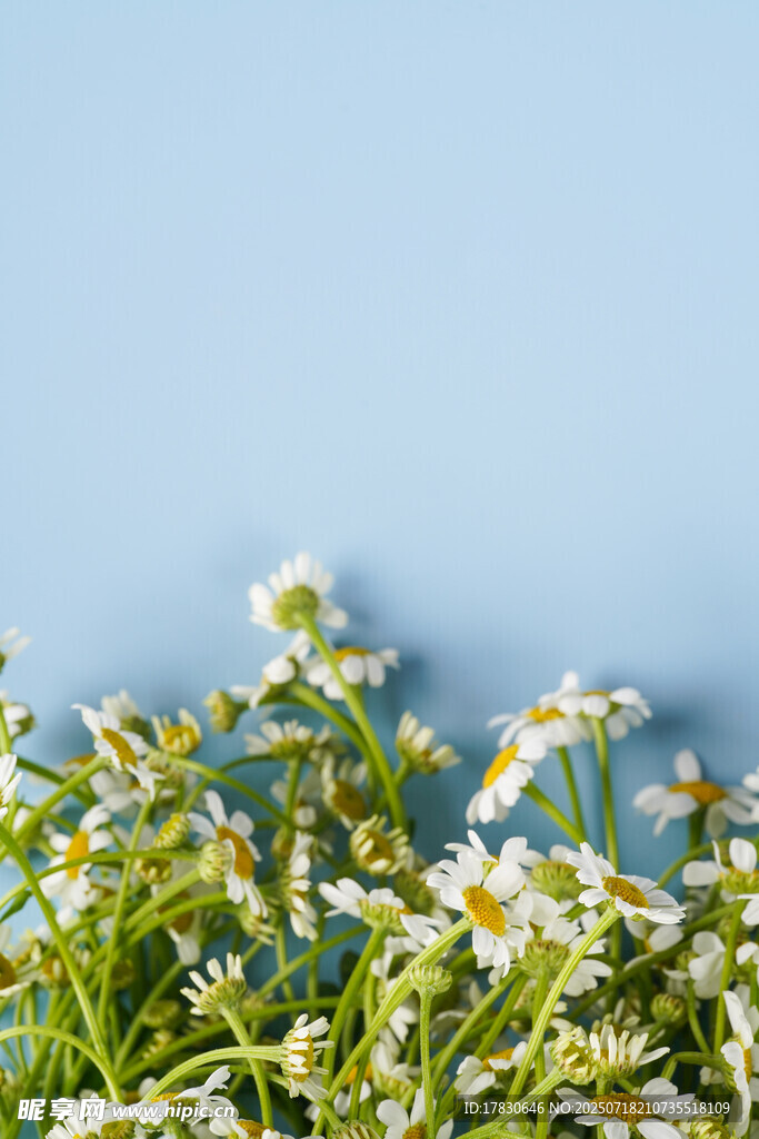 蓝天下的清新雏菊