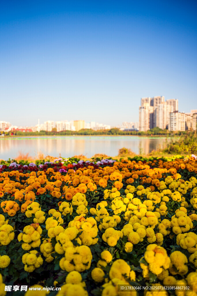 湖畔花海美景