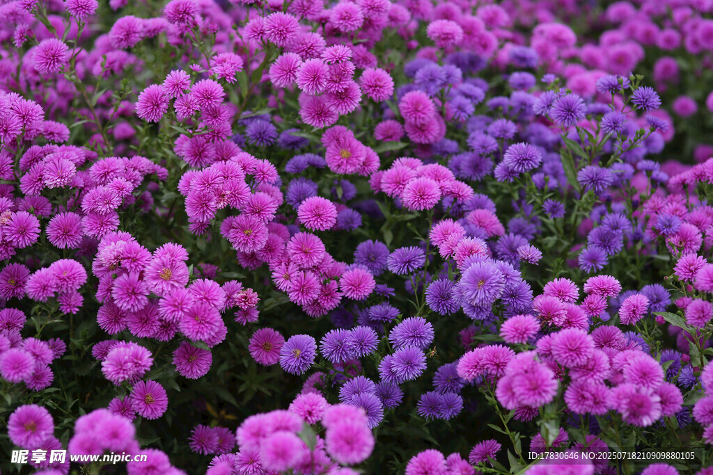 浪漫紫粉花卉花海景观
