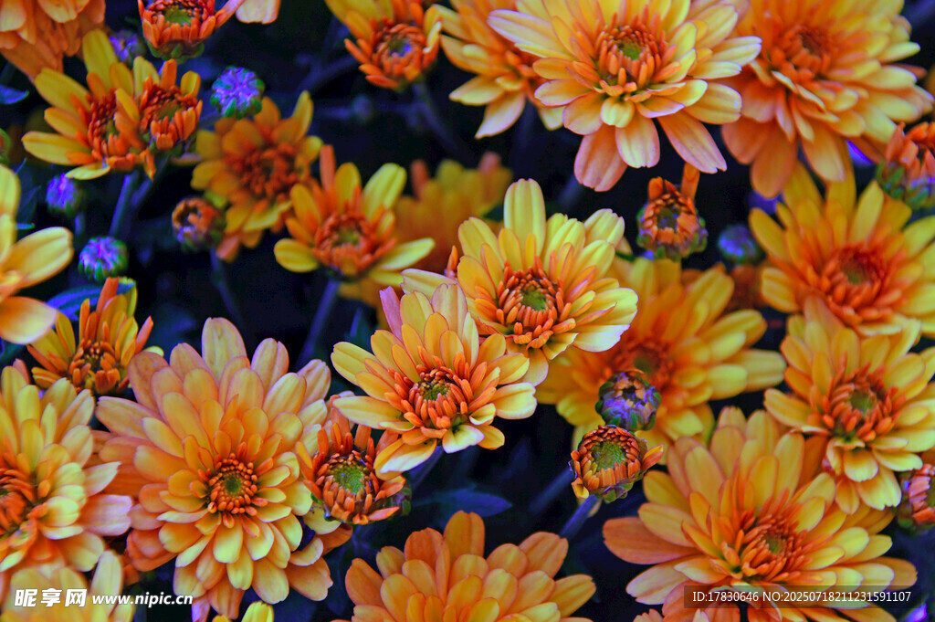 橙色菊花绽放美丽画面