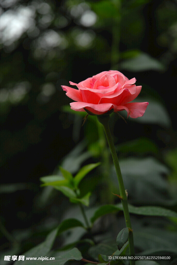 娇艳粉色月季花特写