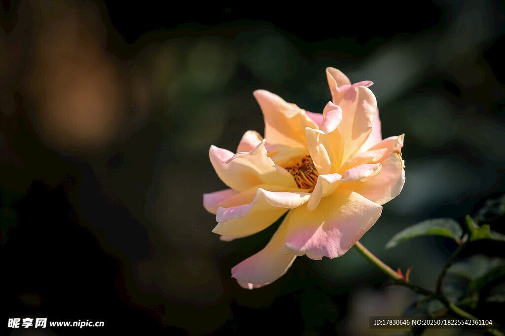 柔美黄粉月季花特写