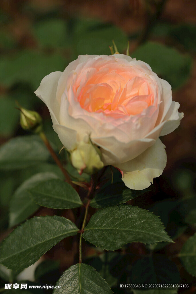 白色渐变月季花特写