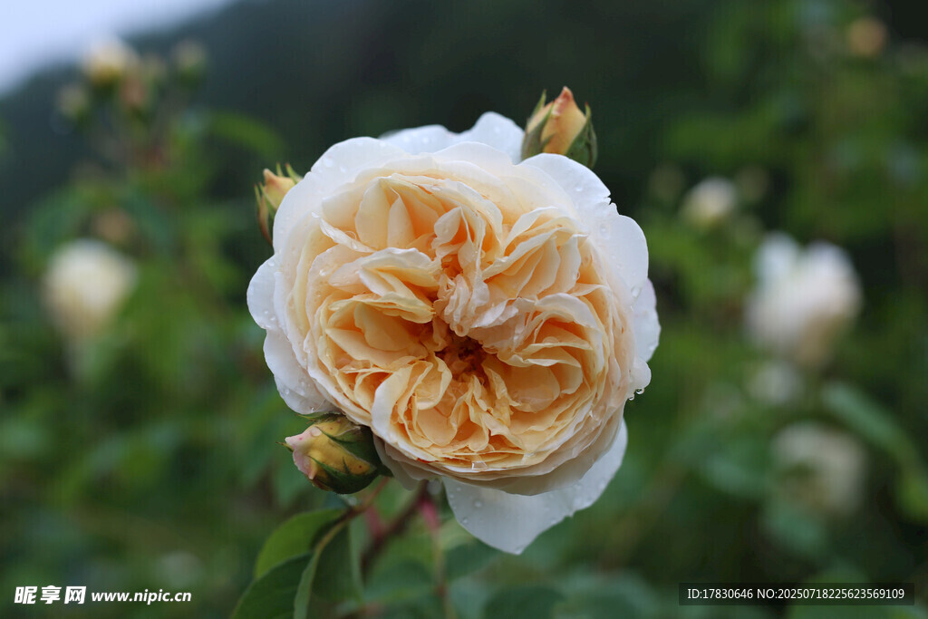 盛开的淡黄色月季花