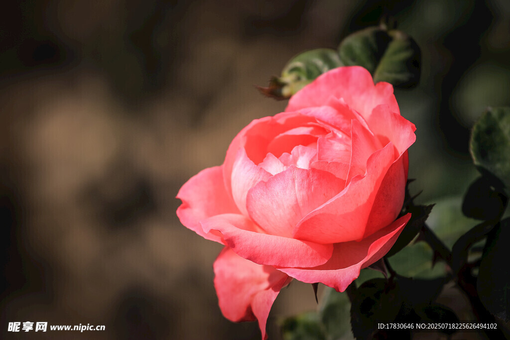 娇艳粉色玫瑰特写