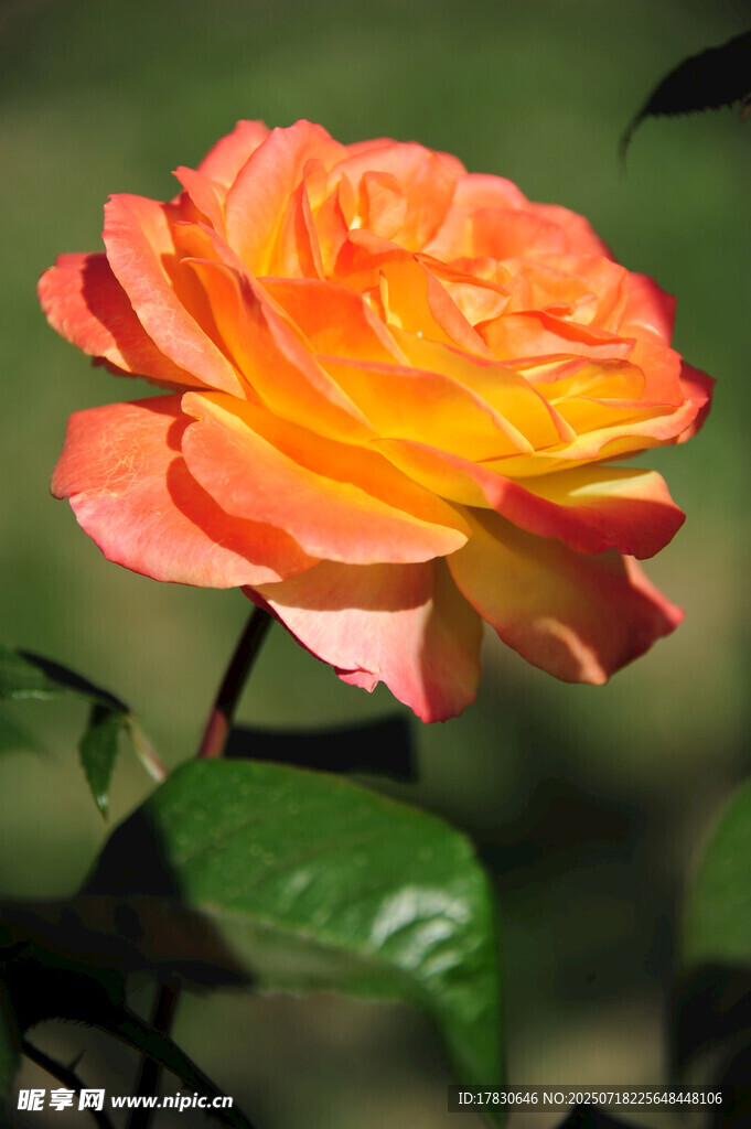 橙黄艳丽月季花
