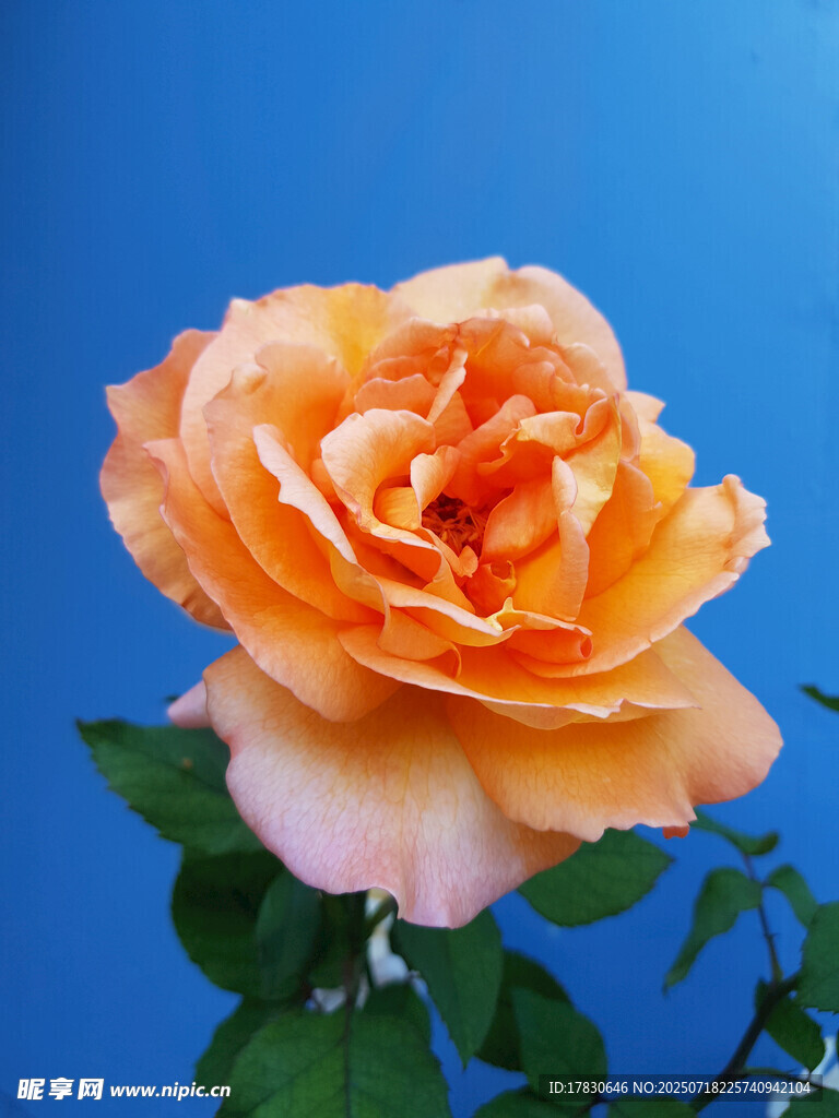 橙色玫瑰绽放于蓝天
