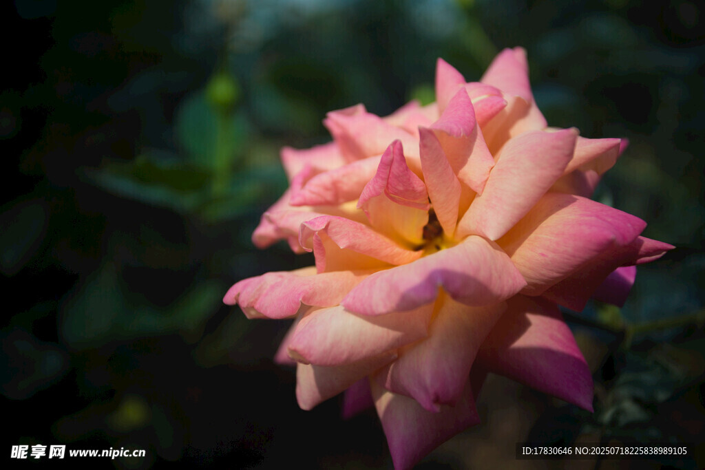 娇艳粉色月季花特写
