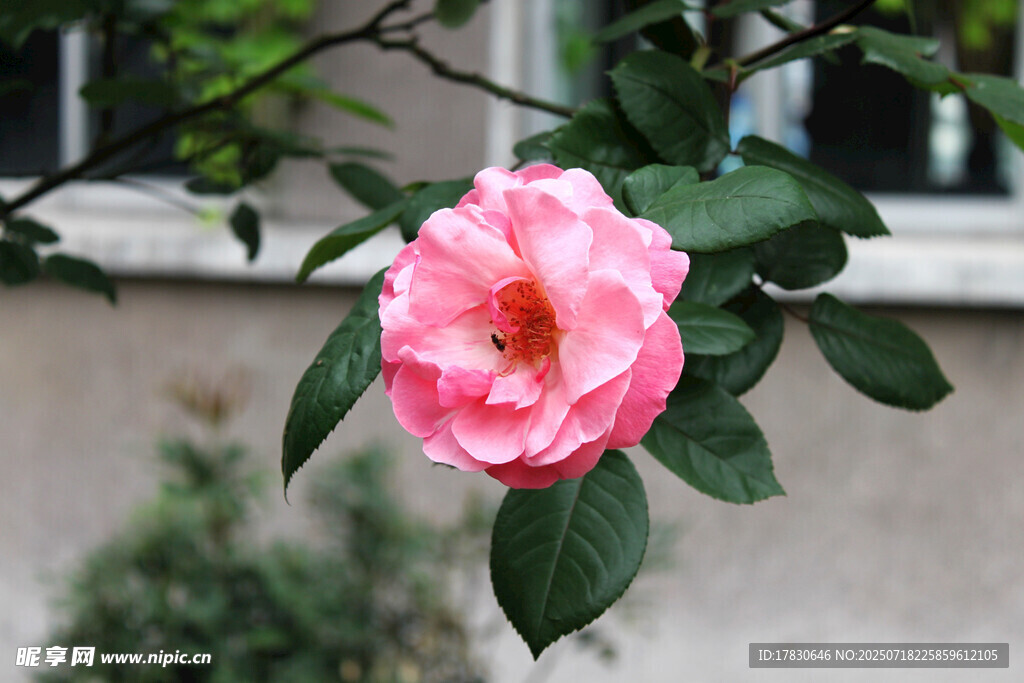 娇艳粉色月季花特写