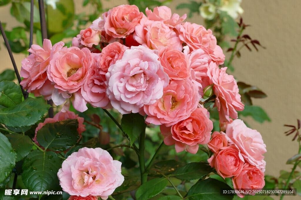 粉色娇艳月季花绽放