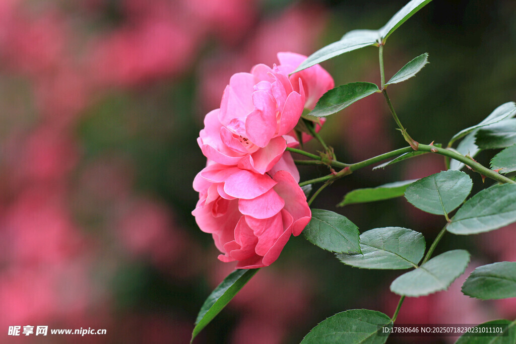 娇艳粉色月季花特写