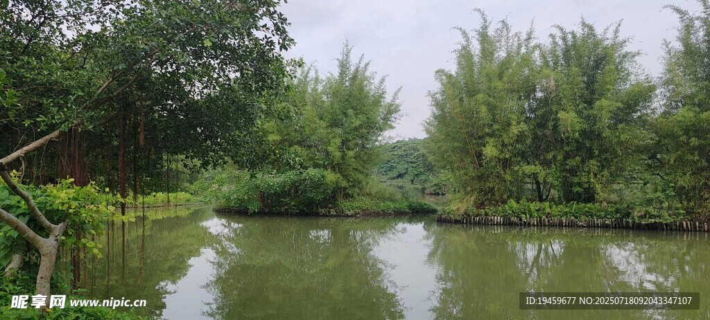 宁静池塘边的葱郁绿植