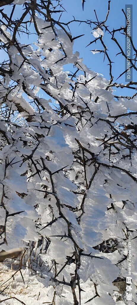 冬日枝头覆雪景致