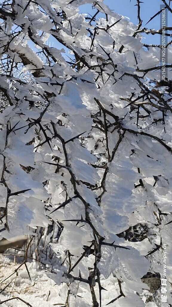 枝头覆雪