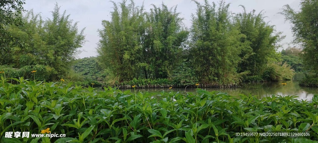 绿意盎然的田园植物景观