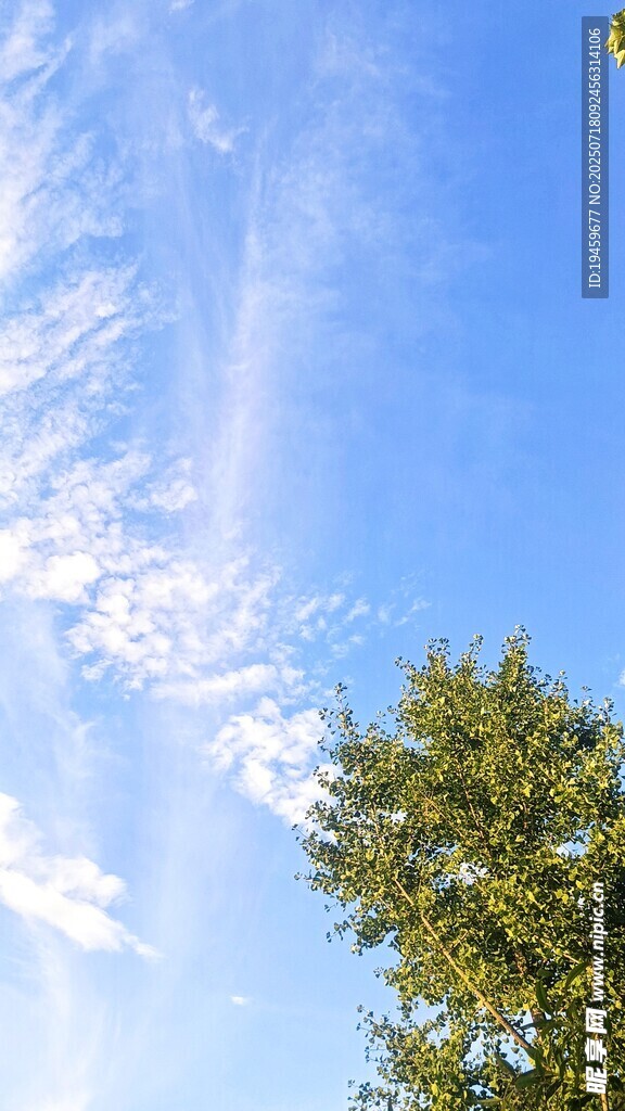 蓝天绿树间的美丽景致